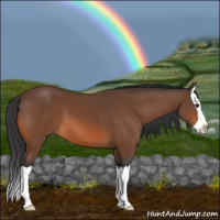 Horse Color:Bay Splash 