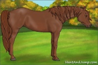 Horse Color:Chestnut Frame 