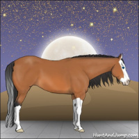 Horse Color:Bay Splash 