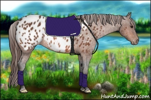 Horse Color:Bay Frame Appaloosa Rabicano  Brindle