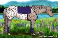 Horse Color:Bay Frame Appaloosa Rabicano Brindle