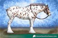 Horse Color:Brown Sabino Tobiano Appaloosa 
