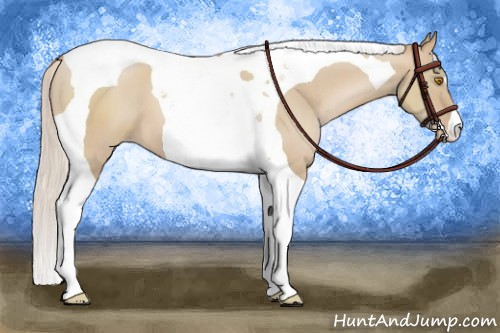 Horse Color:Silver Grullo Pearl Tobiano