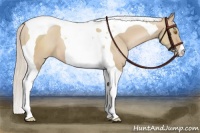 Horse Color:Silver Grullo Pearl Tobiano 