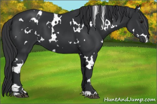 Horse Color:White Spotted Black