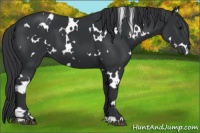 Horse Color:White Spotted Black