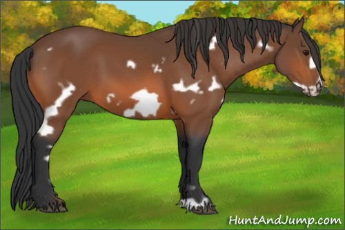 Horse Color:White Spotted Bay Frame