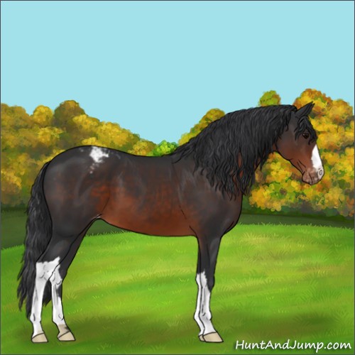 Horse Color:Brown Appaloosa