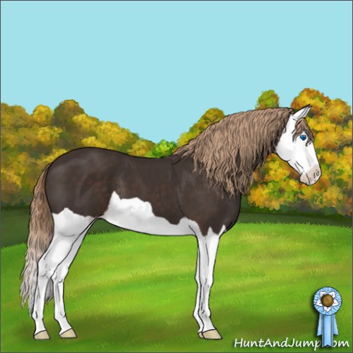 Horse Color:Liver Chestnut Splash 