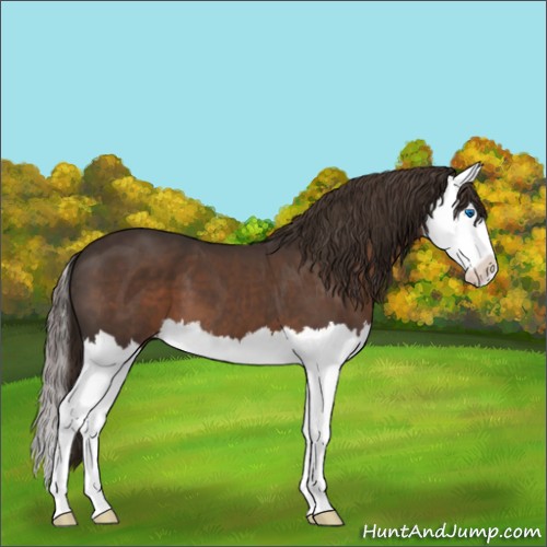 Horse Color:Liver Chestnut Splash 