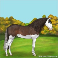 Horse Color:Liver Chestnut Splash 
