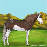 Horse Color:Liver Chestnut Sabino Splash Appaloosa 