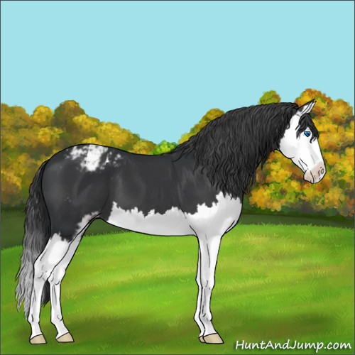 Horse Color:Black Sabino Splash Appaloosa