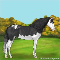 Horse Color:Black Sabino Splash Appaloosa 