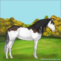 Horse Color:Brown Sabino Splash 