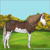 Horse Color:Liver Chestnut Sabino Splash 