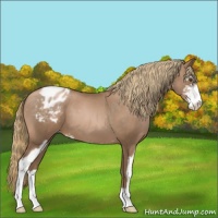Horse Color:Liver Chestnut Pearl Sabino Appaloosa 