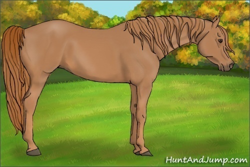 Horse Color:Chestnut Frame 