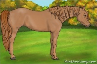 Horse Color:Chestnut Frame 