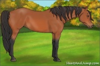 Horse Color:Bay Frame