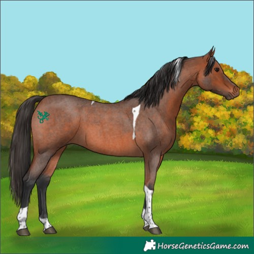 Horse Color:Bay Roan Tobiano 