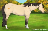 Horse Color:Buckskin Dun 