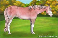 Horse Color:Silver Amber Champagne Ice Onyx Sabino 