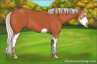 Horse Color:Silver Bay Splash 