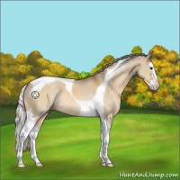 Horse Color:Silver Bay Dun Splash Tobiano Rabicano 