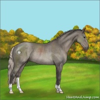 Horse Color:Silver Black Rabicano 