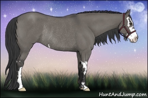 Horse Color:Grullo Roan Splash Frame Rabicano