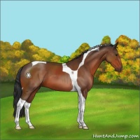 Horse Color:Brown Tobiano 