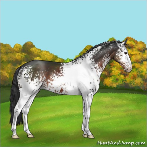 Horse Color:White Spotted Brown 