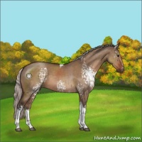 Horse Color:White Spotted Silver Brown Dun Tobiano 