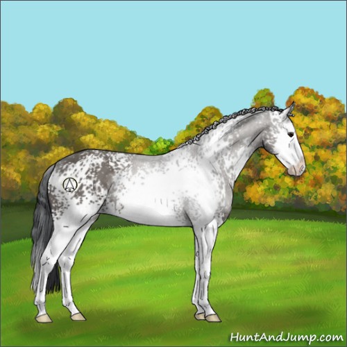 Horse Color:White Spotted Grullo Sabino Splash 