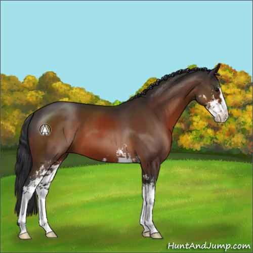 Horse Color:Brown Sabino 