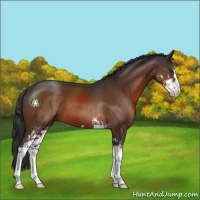 Horse Color:Brown Sabino 