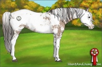 Horse Color:Bay Dun Sabino Appaloosa Rabicano 