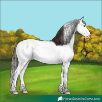 Horse Color:Bay Dun Sabino Splash Brindle