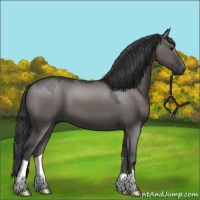 Horse Color:Grullo