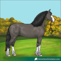 Horse Color:Grullo 