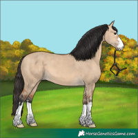 Horse Color:Bay Dun