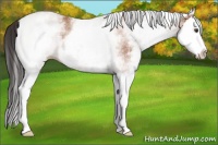 Horse Color:White Spotted Bay Splash 