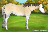 Horse Color:Buckskin Roan Onyx Splash 