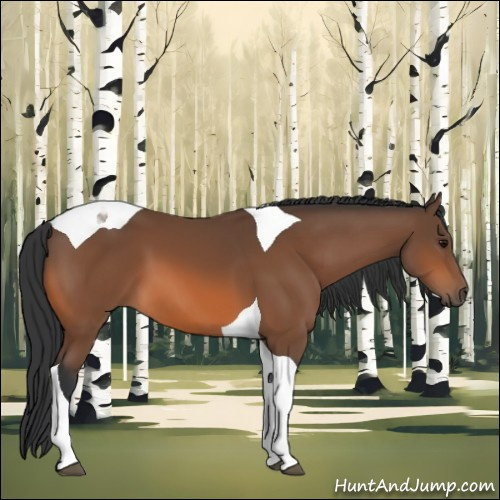 Horse Color:Bay Tobiano 