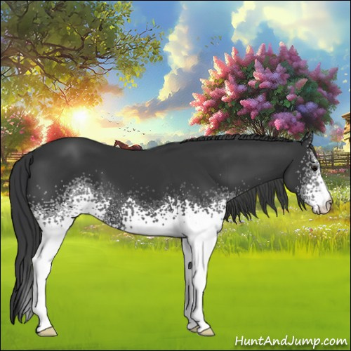 Horse Color:White Spotted Black 