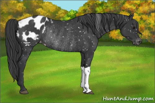 Horse Color:Black Appaloosa Rabicano 
