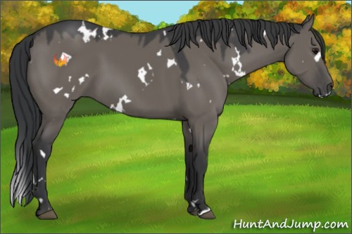 Horse Color:White Spotted Grullo