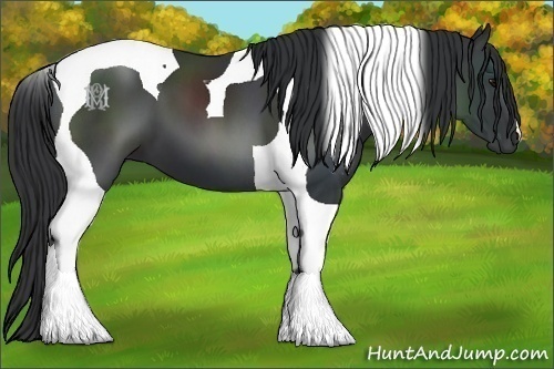 Horse Color:Black Tobiano 