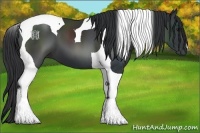 Horse Color:Black Tobiano